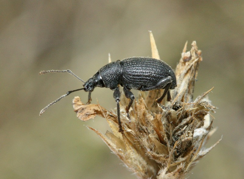 Tanymecus palliatus e Othiorrhynchus sp.